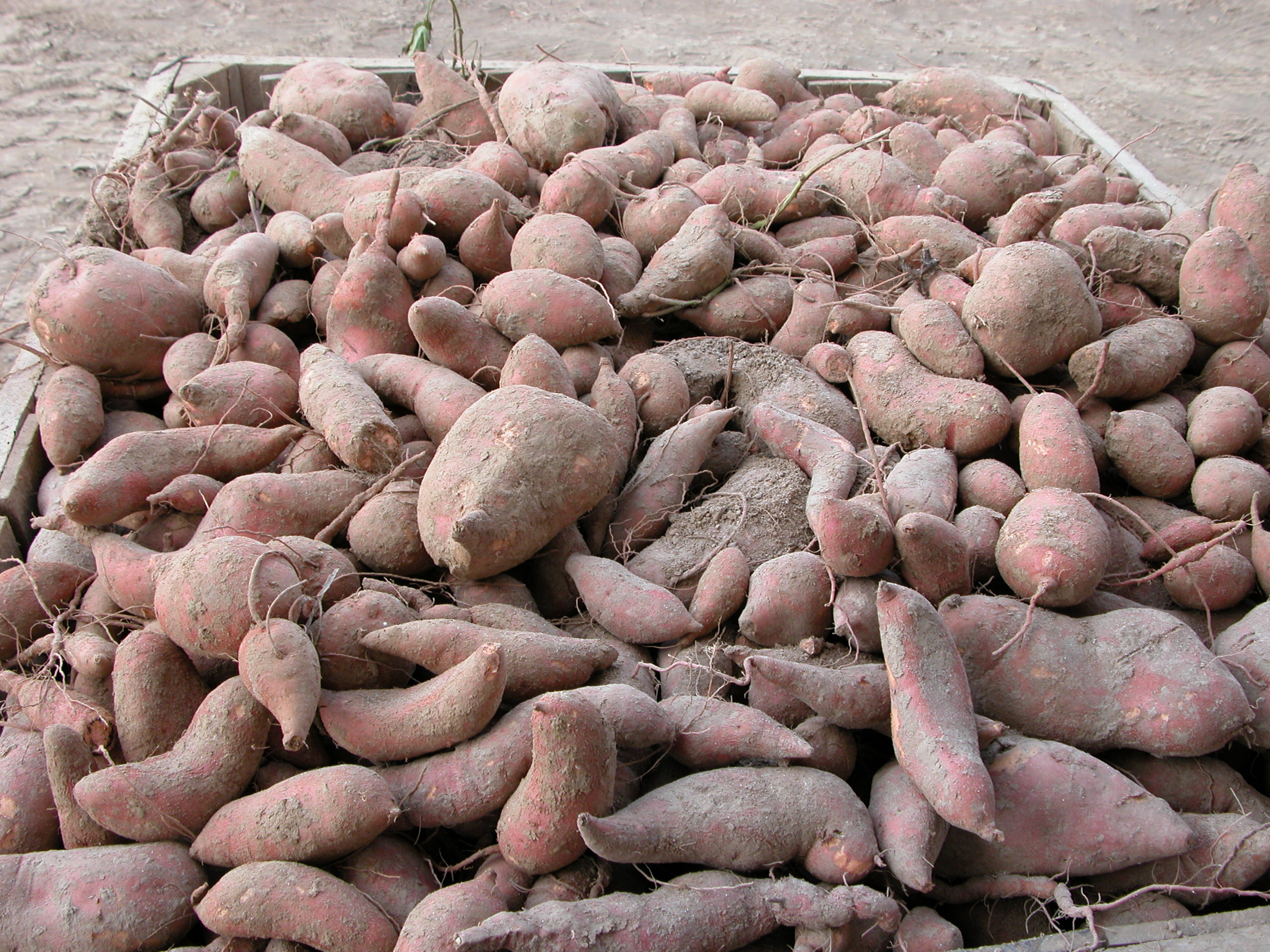 LSU AgCenter sweet potato field day scheduled for Aug. 17